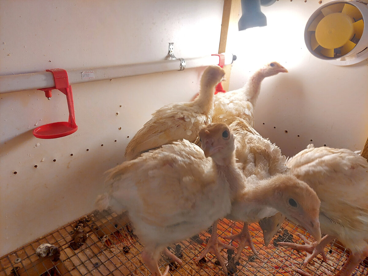 Это птенцы из второй партии, 