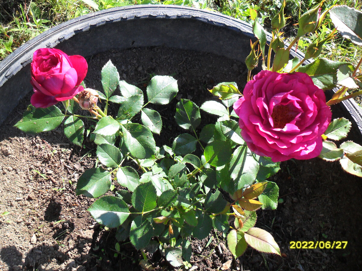 Утренняя роза цвета вишневого пиона