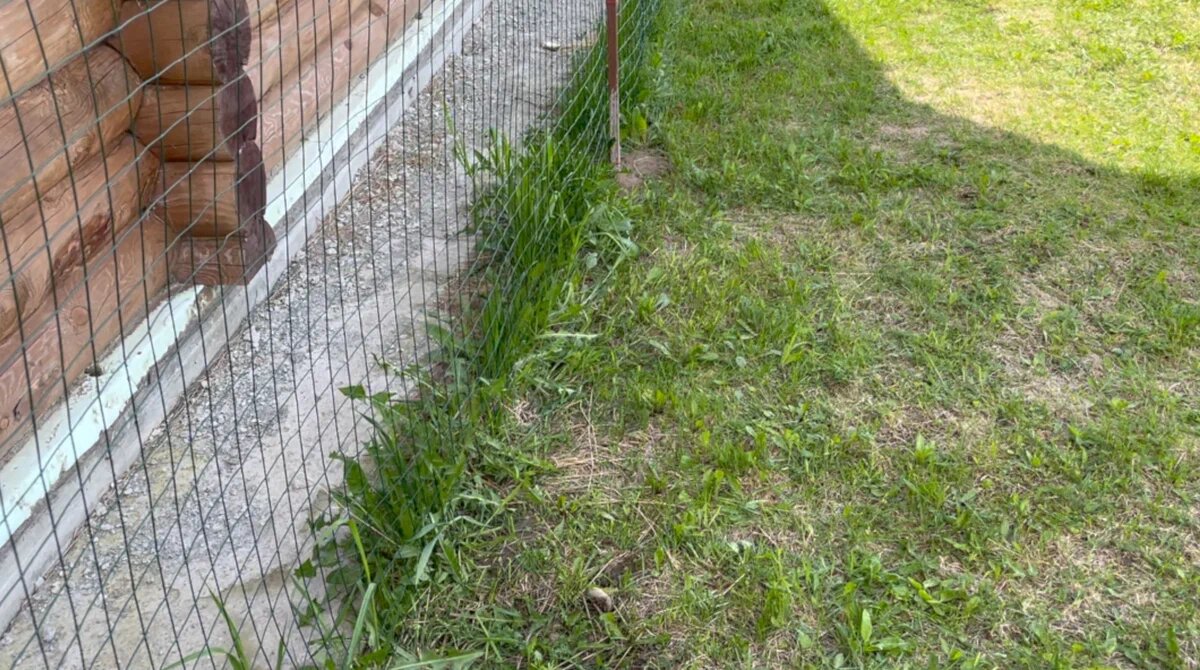 На фото видно не скошенная трава под забором.