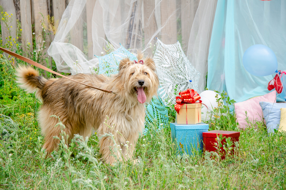 Ириска (приют "Новая жизнь", г. Минусинск).