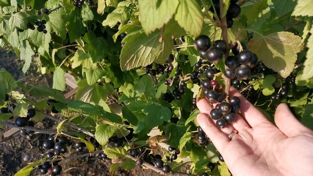 Такие гроздья по всему кусту, урожай просто шикарный был в 2022 году. Я, честно говоря, такого раньше и не видела. 