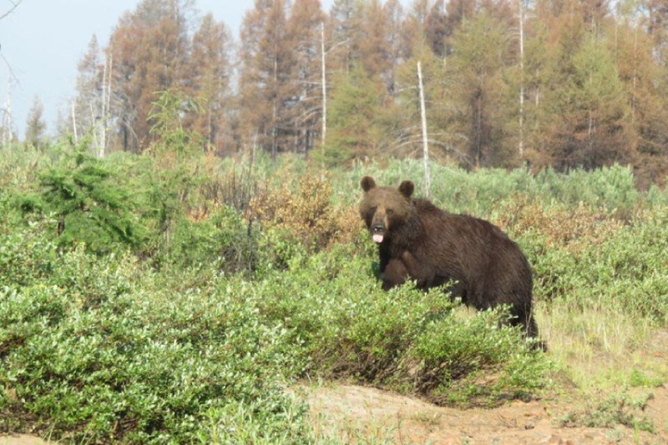     В результате разбойного налета молодого медведя был утрачен обед, находившийся в котле. Фото: Алексей Беленький