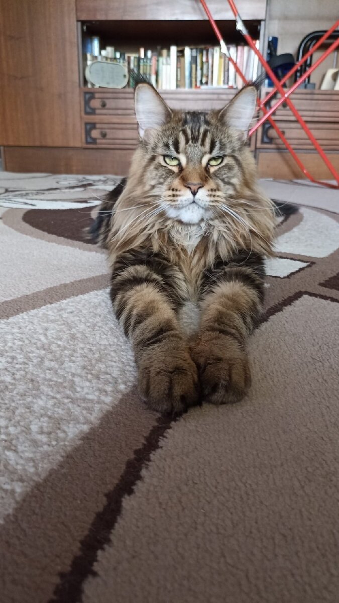 Царь всех кошачьих 