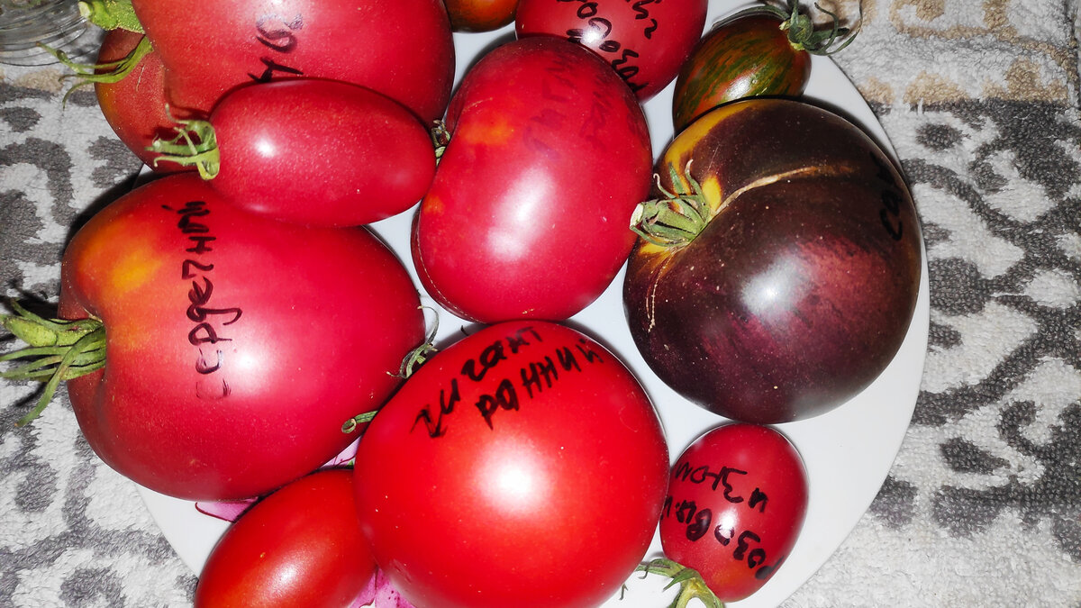 Семенные плоды – часть их – на дозаривании. В статье использованы фото автора