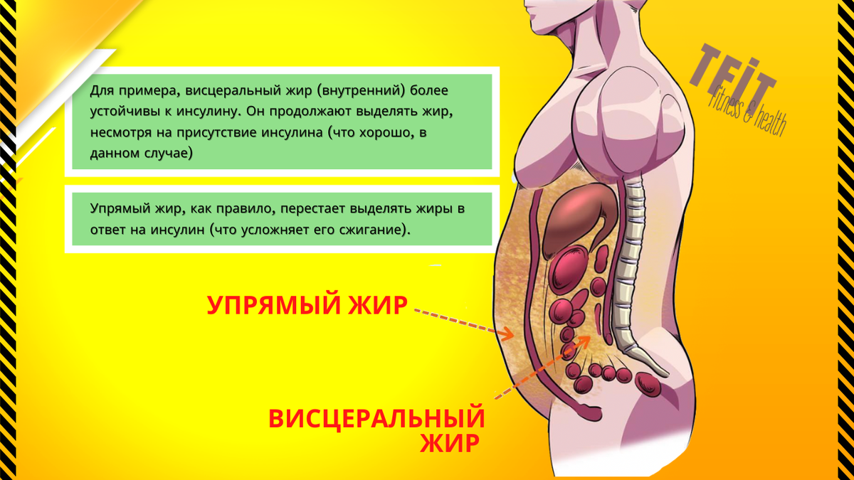 Что делать, если надоел висцеральный жир | Начни с тренировки | Дзен