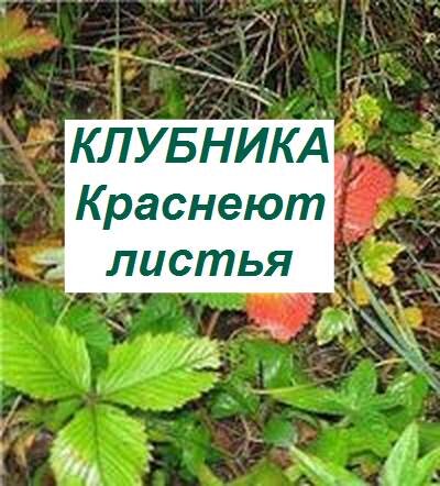 краснеют листья клубники