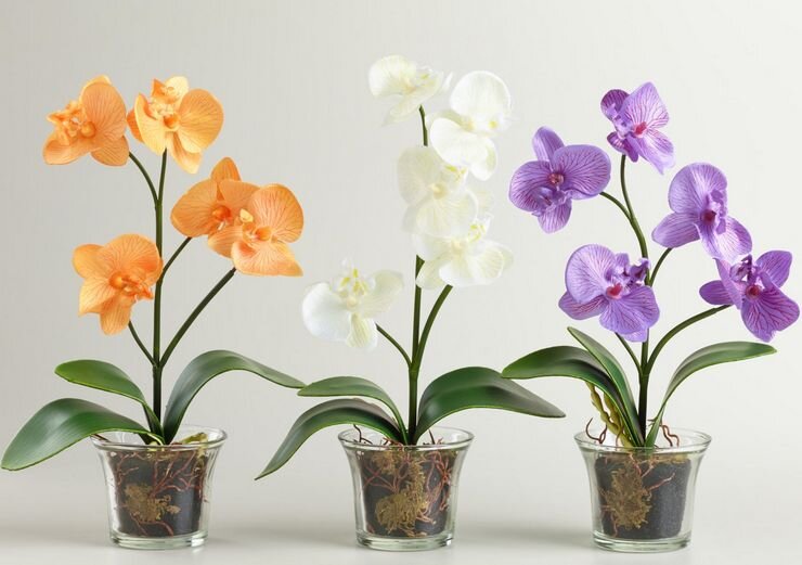 Цветущее комнатное растение орхидея фаленопсис уход / купить орхидею в интернет-магазине Geo Glass