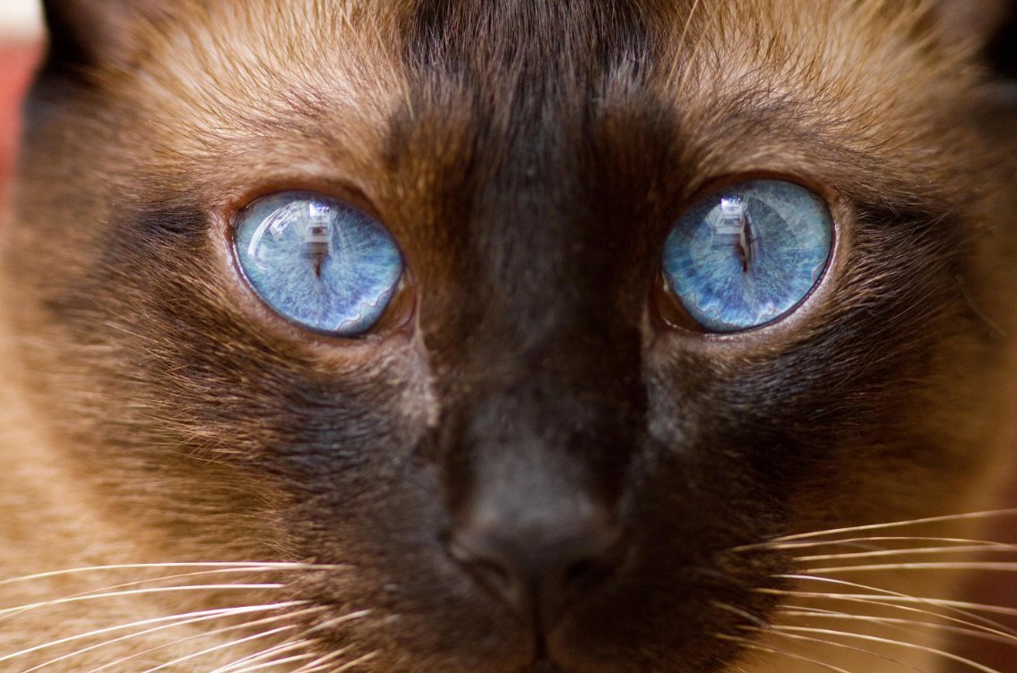 Глаза кошки