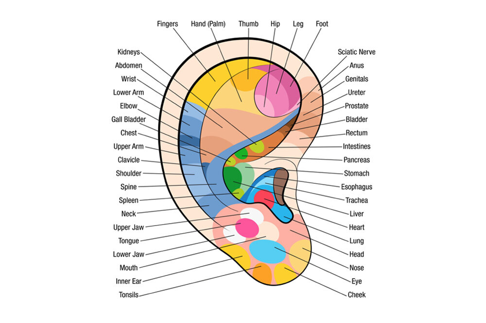 Зоны на ушах, соответствующие разным структурам организма 