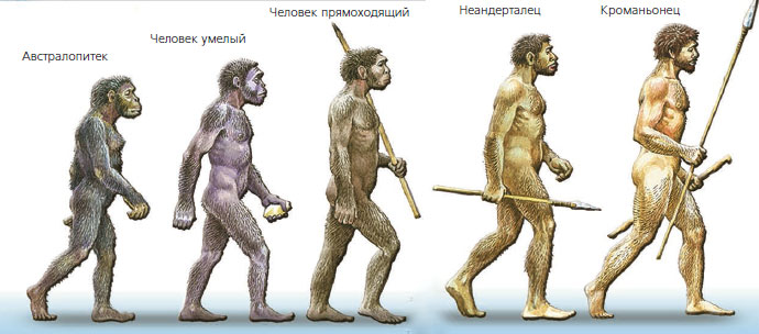 К какой ископаемой форме архантропа относится представитель с рисунка 9 букв