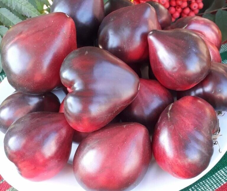 сорт "синее сердце сержантам пепера"