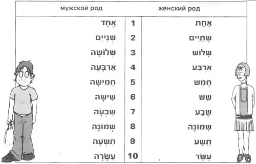 Числительные в мужском и женском роде
