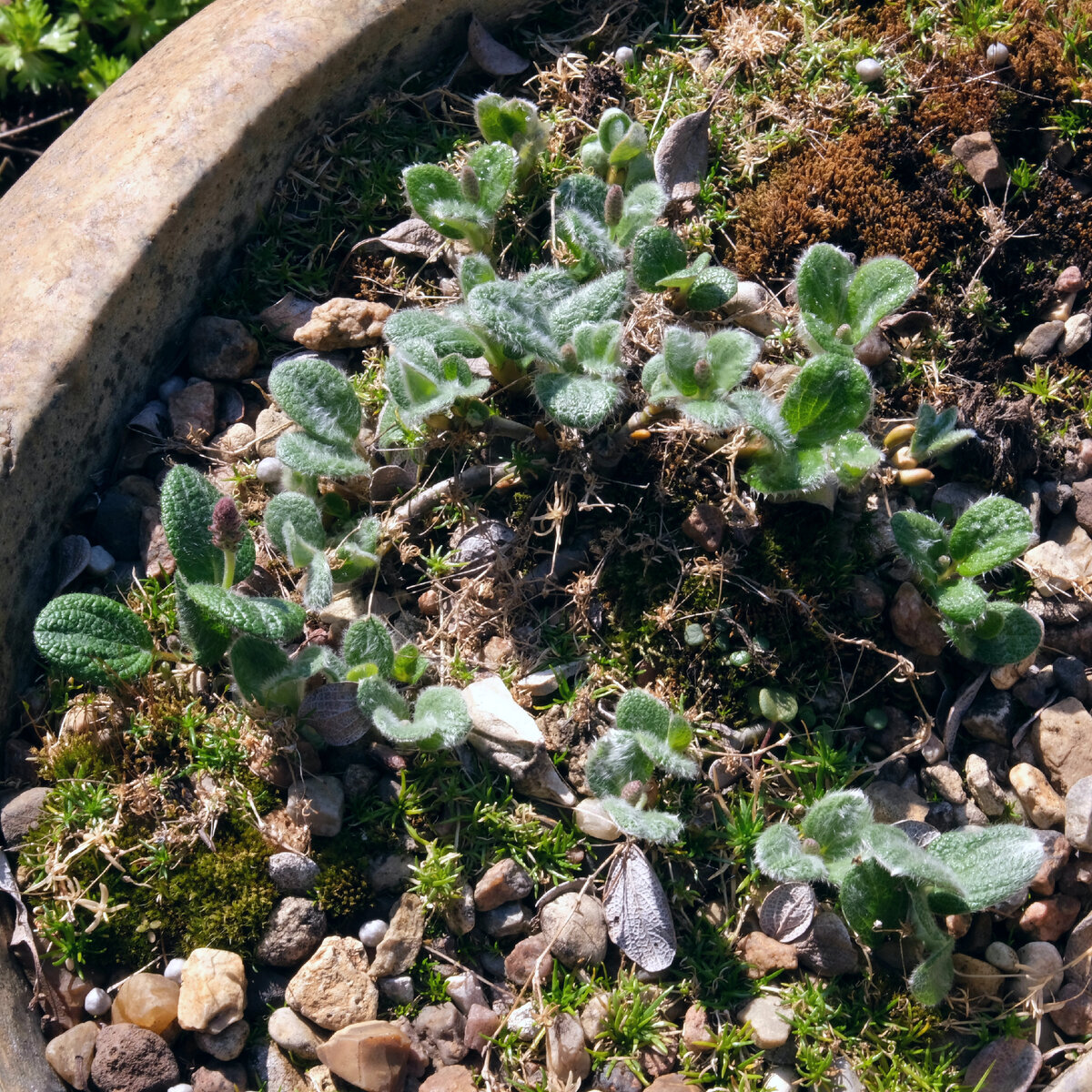 Ива сетчатая (Salix reticulata)