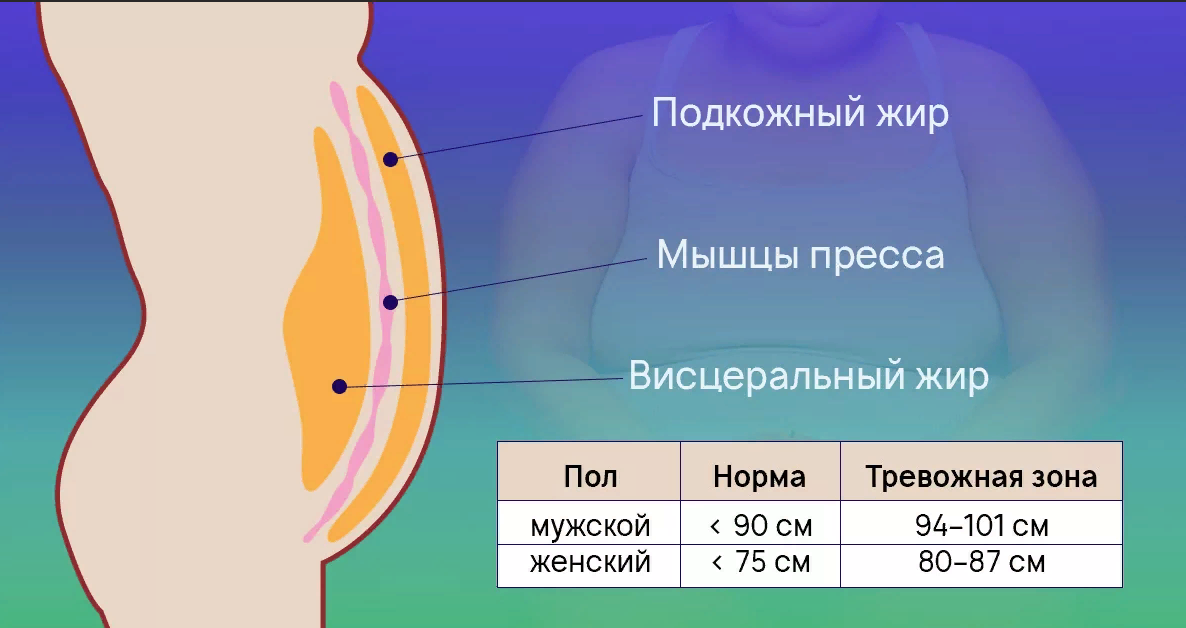 Подкожный и висцеральный жир. Подкожный, висцеральный жир на животе. Внутренний висцеральный жир.