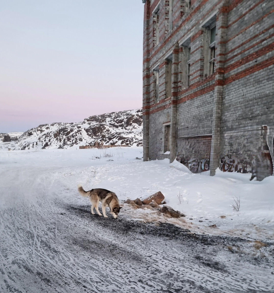Ещё один убежавший хаски
