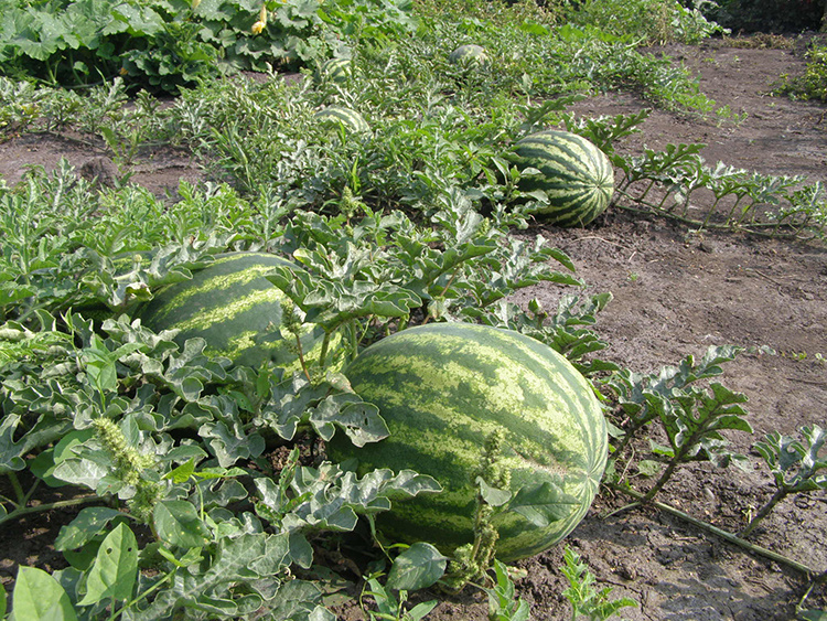 Фото взято с Яндекс.Картинки