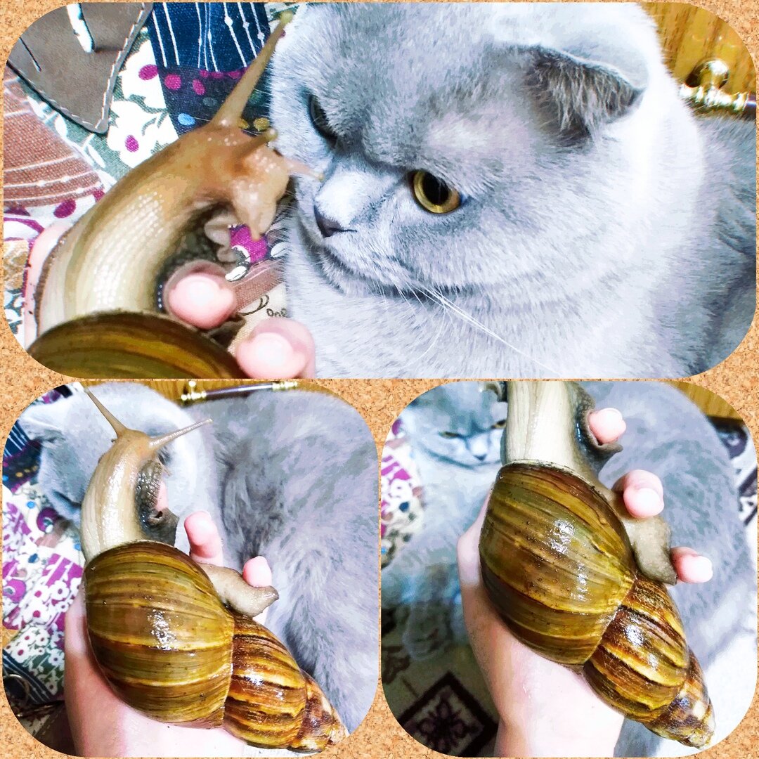 Одна из моих улиток знакомится с котом Степаном