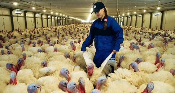 Фото фермы "Дамате" с сайта agrofoodinfo.com