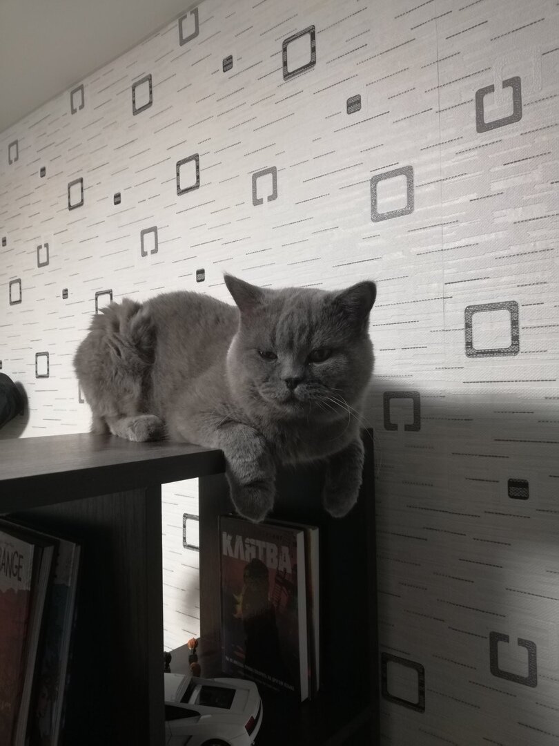 Кот Стасик найден в апреле, дома с июля