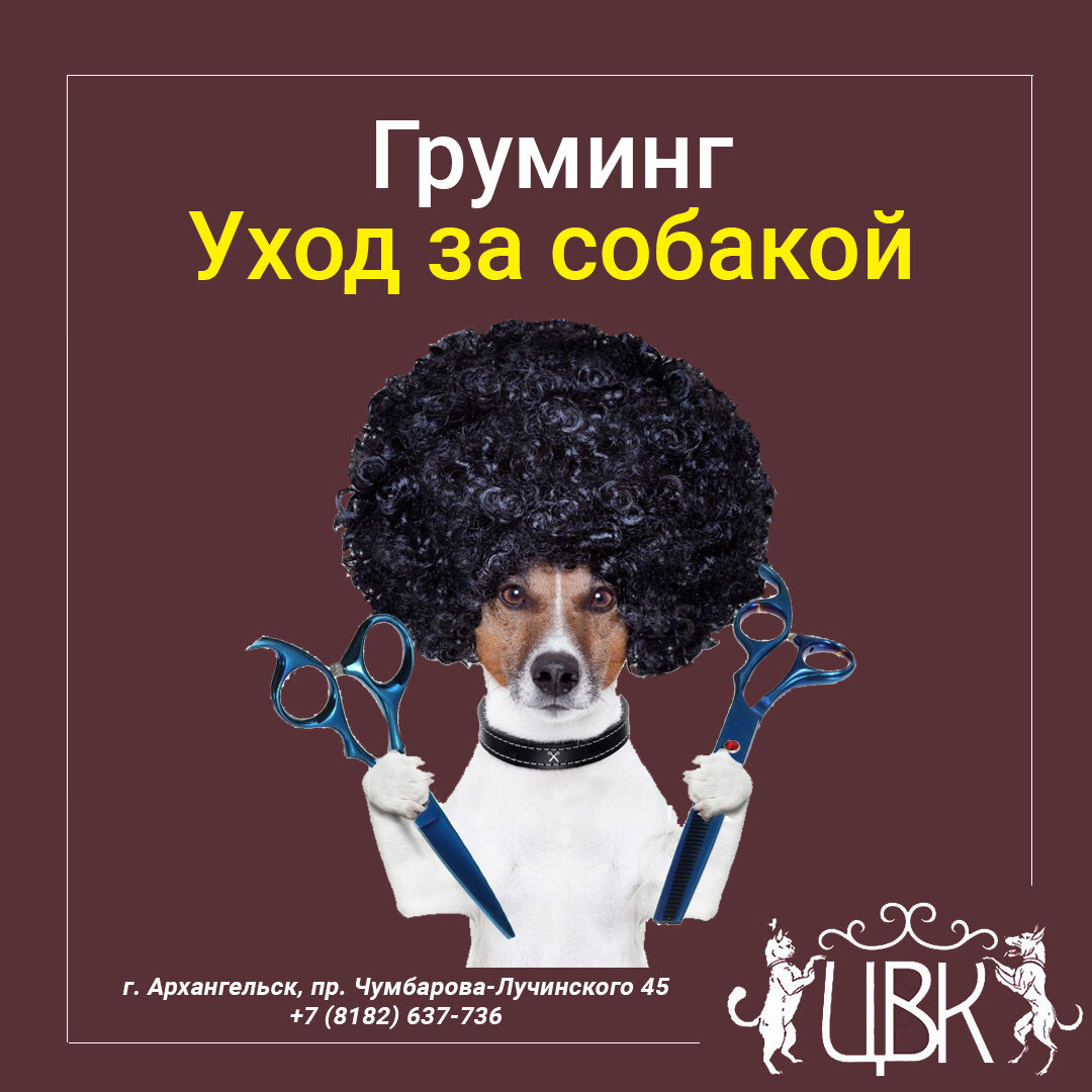 Груминг – уход за собакой