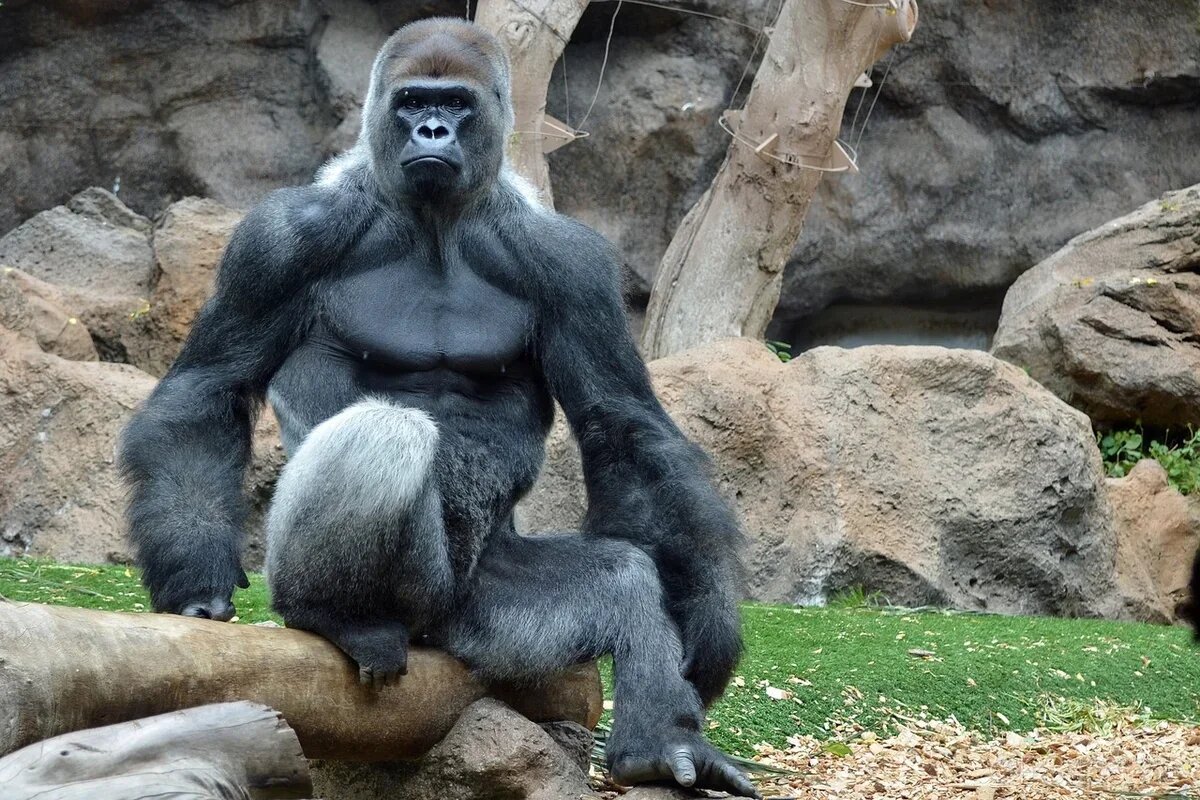 Сколько стоит горилла. Горилла, самец. Альфа самец гориллы. Вес гориллы самца. Обезьяна горилла.