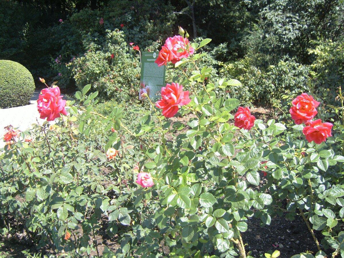 Никитский ботанический сад. Крым. Личное фото автора.