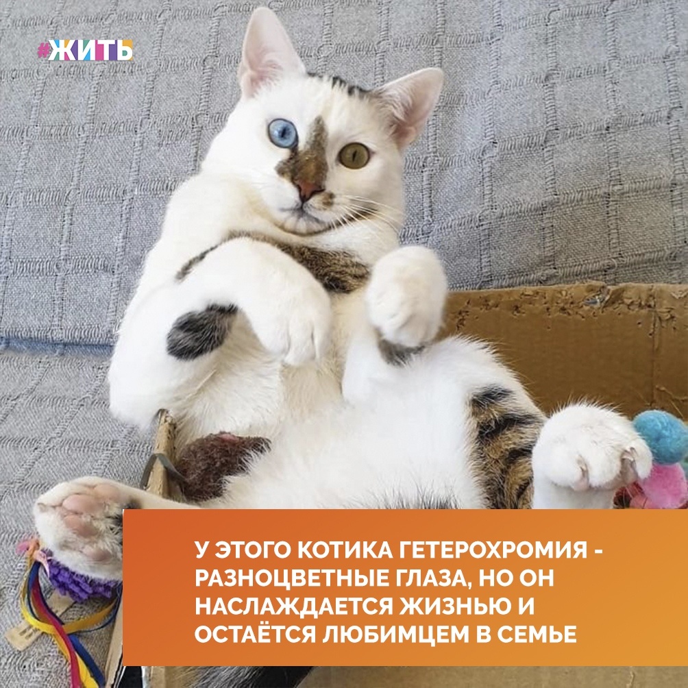 Друзья, перед Вами не совсем обычный кот❤ 
Дело в том, что у него гетерохромия - глаза разного цвета😍

Его хозяйка рассказывает, что он кроме того, что красавчик, ещё очень игривый и жизнерадостный☺

Он просто очаровал Интернет и нас заодно и, посмотрев эти фотографии, Вы поймете почему😌

#жить #проектжить
