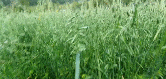 Наше зерно, просеянное в июне