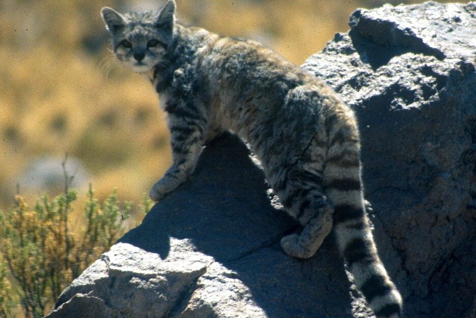 Андская кошка, фото из интернета