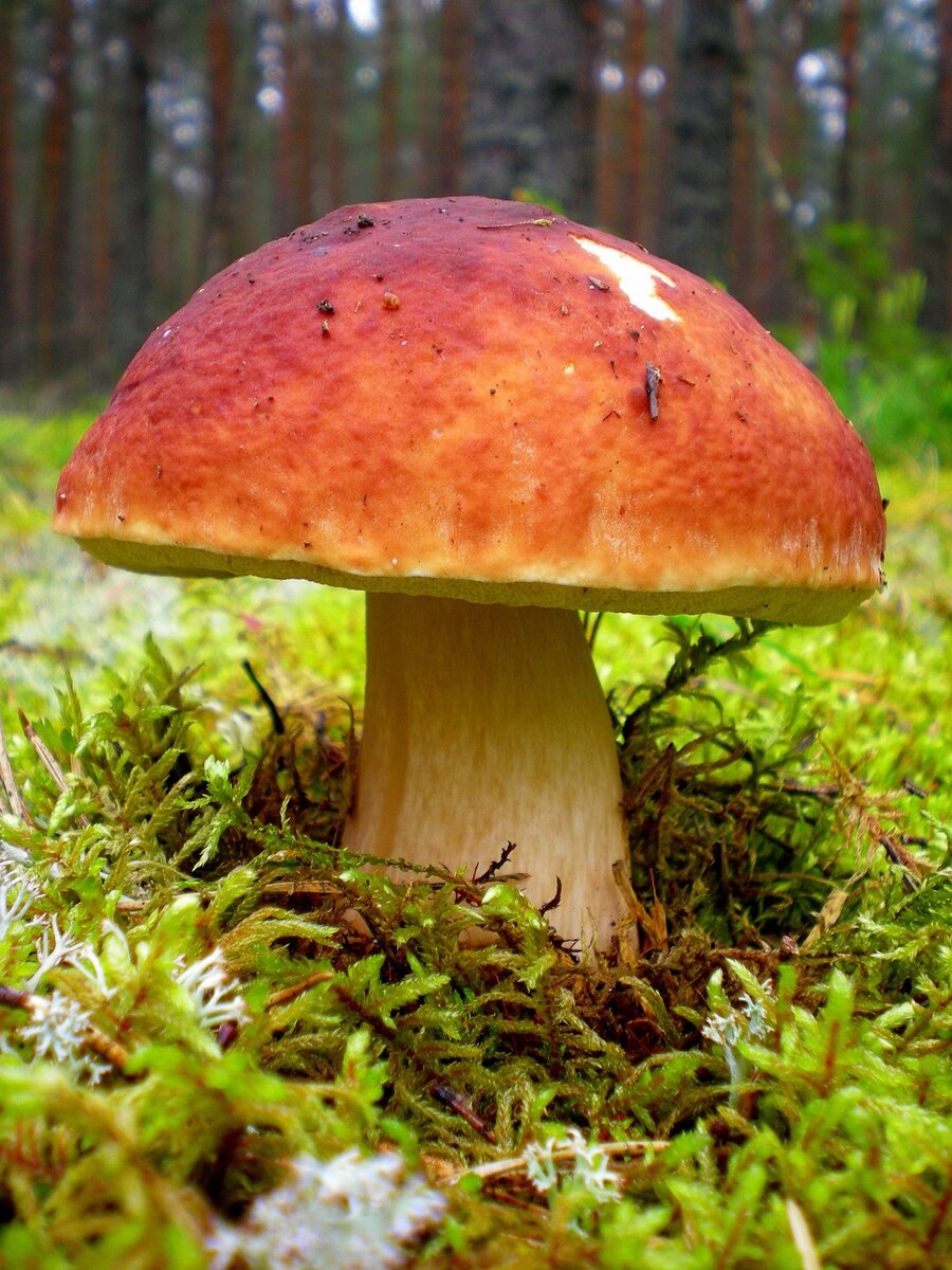 -Не собирайте грибы близ дорог, заводов и т. п.           - Не собирайте неизвестные Вам грибы.                           - Если Вы кладёте  грибы в целлофановый пакет, - не закрывайте его, чтобы они  "не задыхались".           - Вероятность того, что гриб окажется ядовитым, у того, что растёт на дереве, меньше, чем растущего на земле.                                        - Сразу после прихода домой обработайте грибы.      - Лучше собирать грибы ранним утром. Собранные в это время, они свежие, крепкие и хорошо сохраняются.                                                                   - Если у Вас имеются какие-либо заболевания пищеварительного тракта, то постарайтесь воздержаться от употребления грибов.                         - У стареющих грибов, перед тем, как их готовить, всегда следует удалить нижний, спороносный слой шляпки: у пластинчатых грибов-пластинки, у губчатых-губку, которая у спелого гриба большей частью становится мягкой и легко отделяется от шляпки. Зрелые споры, во множестве содержащиеся в пластинках и губке спелого гриба, почти не перевариваются. И вообще, лучше не собирать старые грибы. 