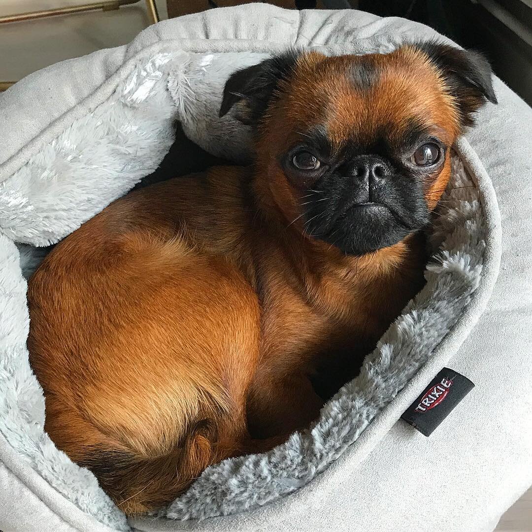 Малые брабансоны.