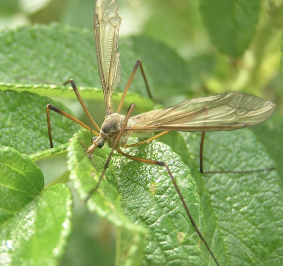 Комар самец.     