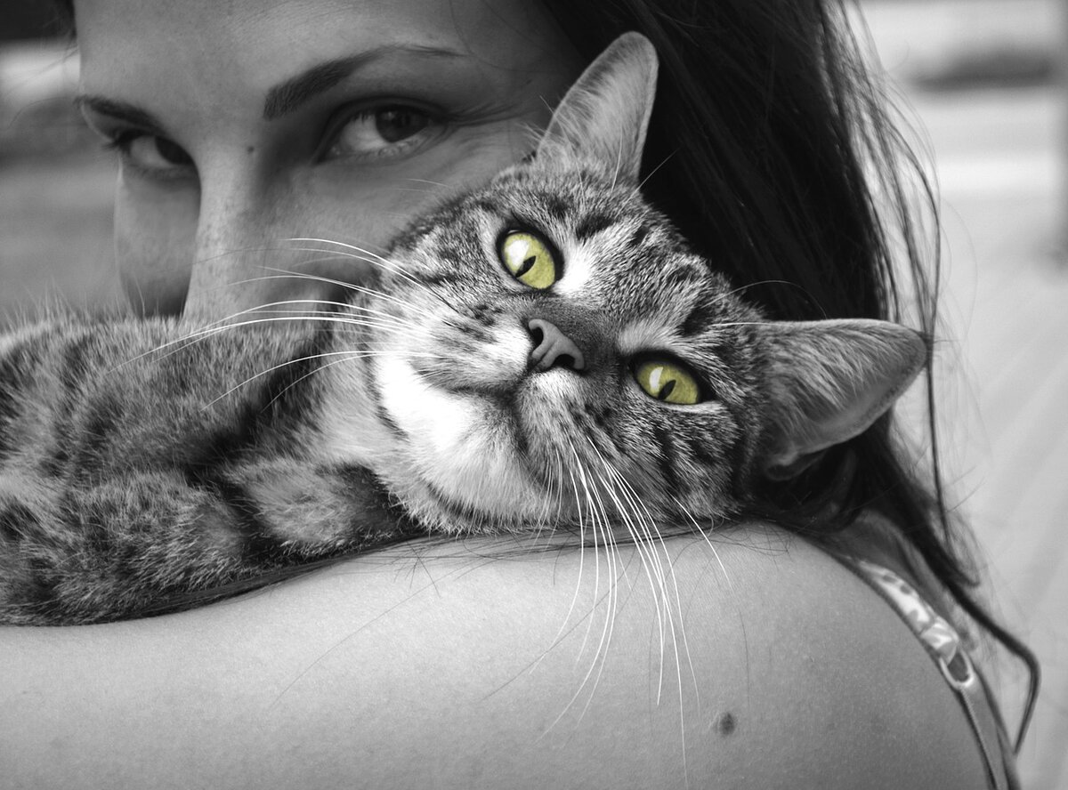 Фото из открытого источника pixabay.com