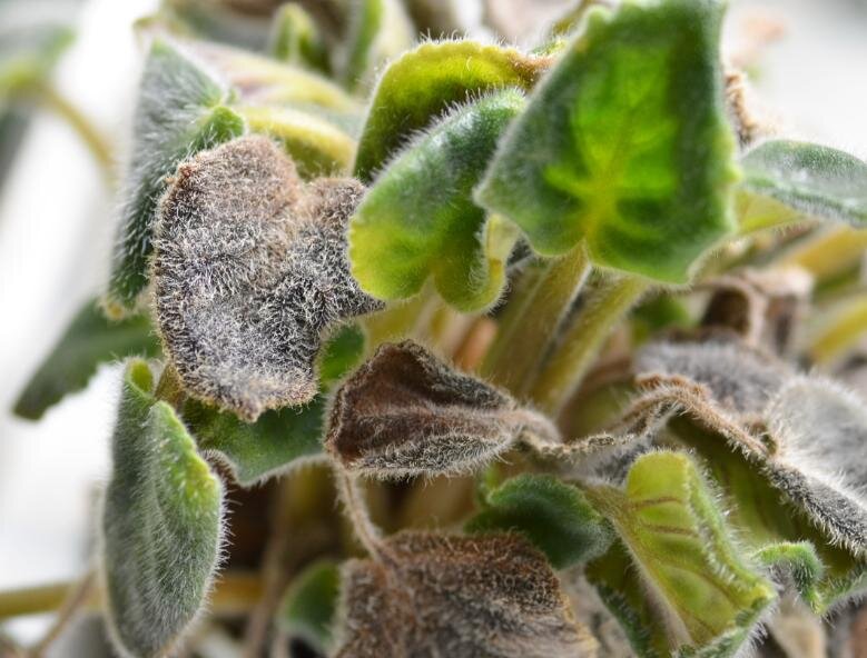 Источник Яндекс.Картинки