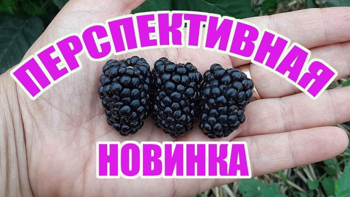 Ежевика блэк джем фото