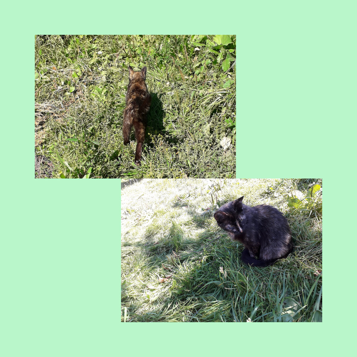 Матильда вся в делах, спокойно ей не сидится