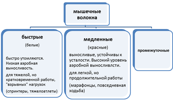 мышечные волокна