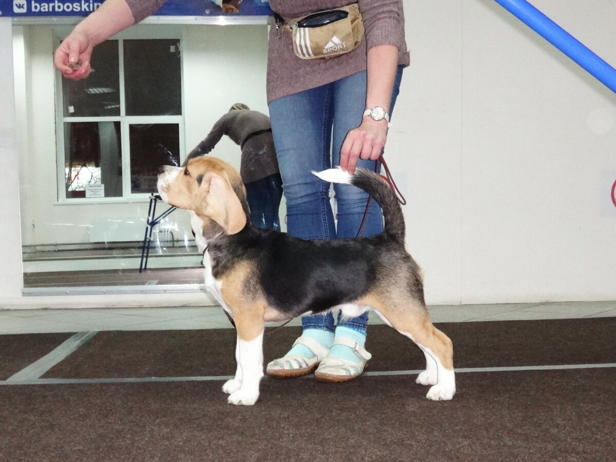 Как оценить мужской потенциал собаки и продолжить ее родословную