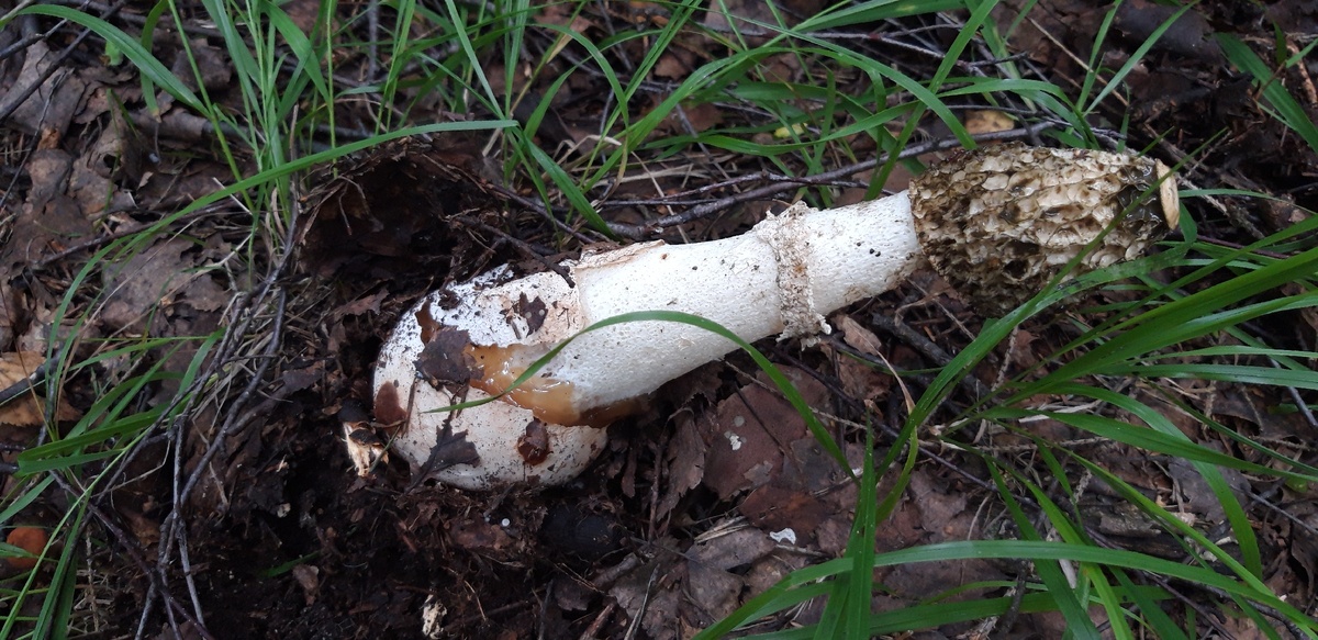 Срок жизни гриба недолог - всего пара дней, и от него останется в буквальном смысле мокрое место