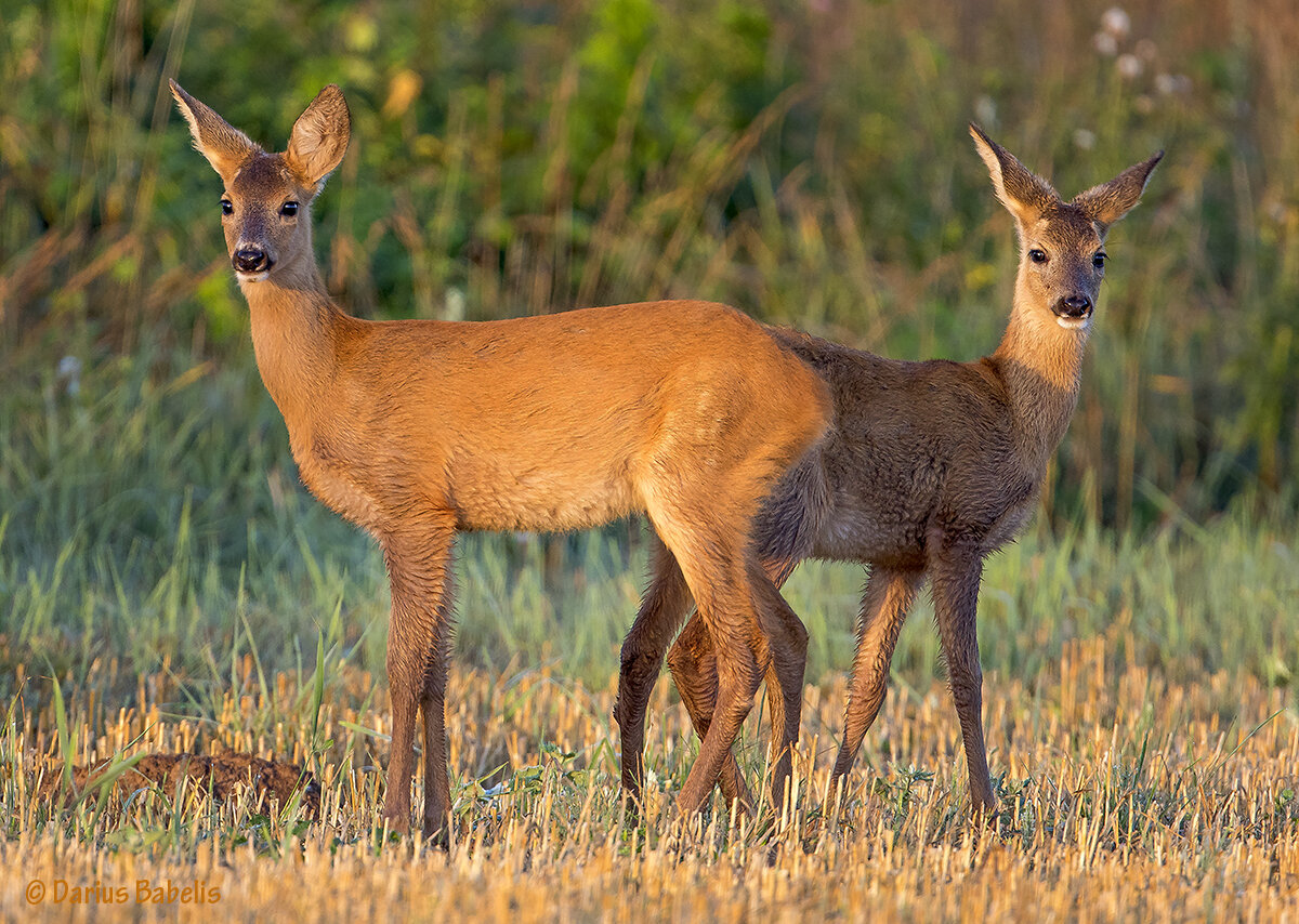 Олени в казахстане. Европейская косуля. Косуля Сибирская (capreolus pygargus Pall.). Косуля Кавказская. Сычуаньская косуля.