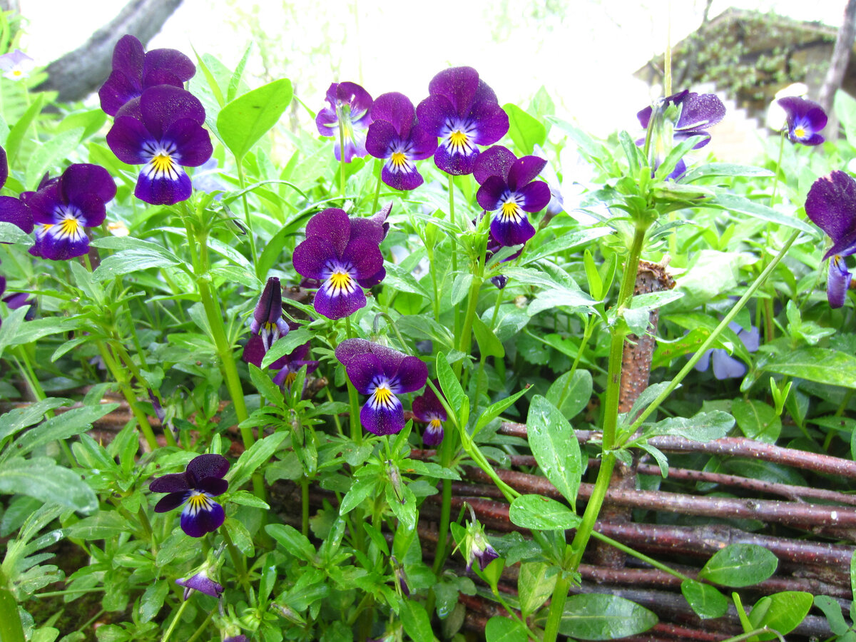 Это мини-плетень из берёзовых веточек. Старое фото из нашего сада. Я снимала "натуру" для одного из журналов