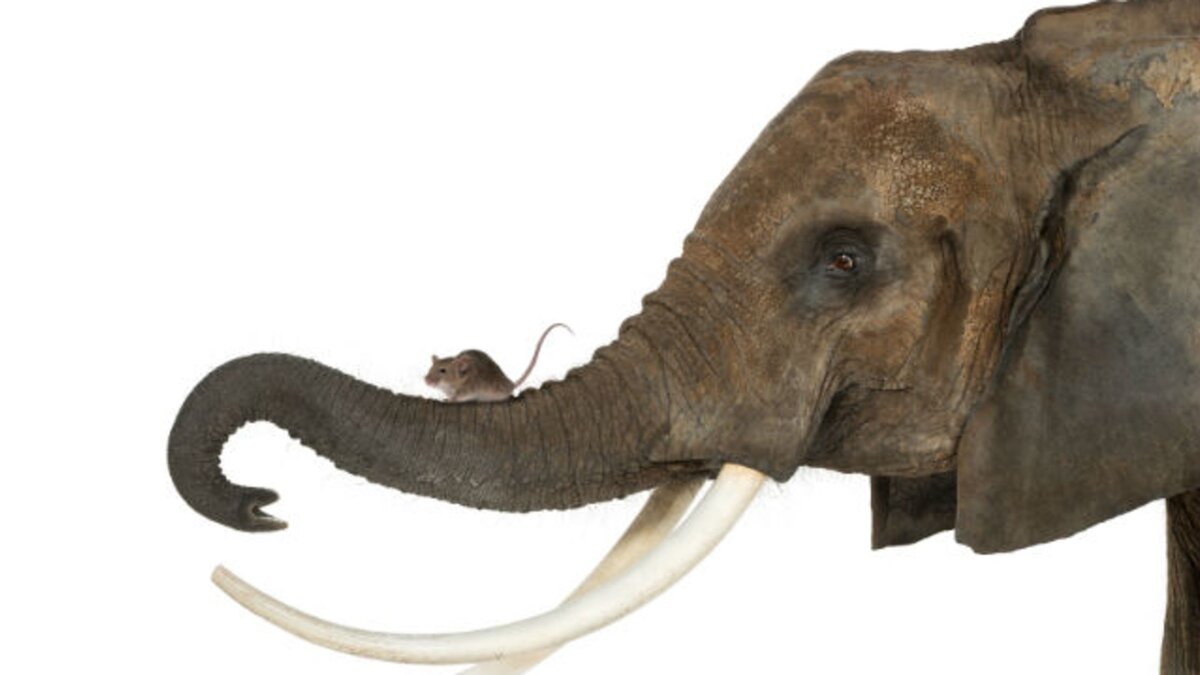 Источник изображения:zientziakaiera.eus
