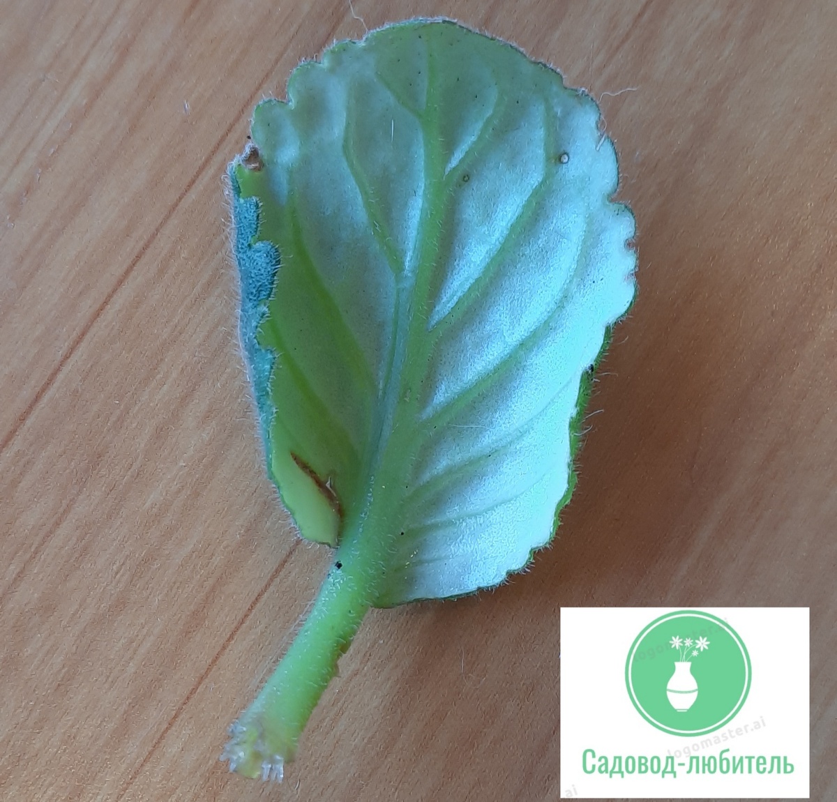 Отрезанный листочек. Укореняю в воде. Корни появились через 2 недели.