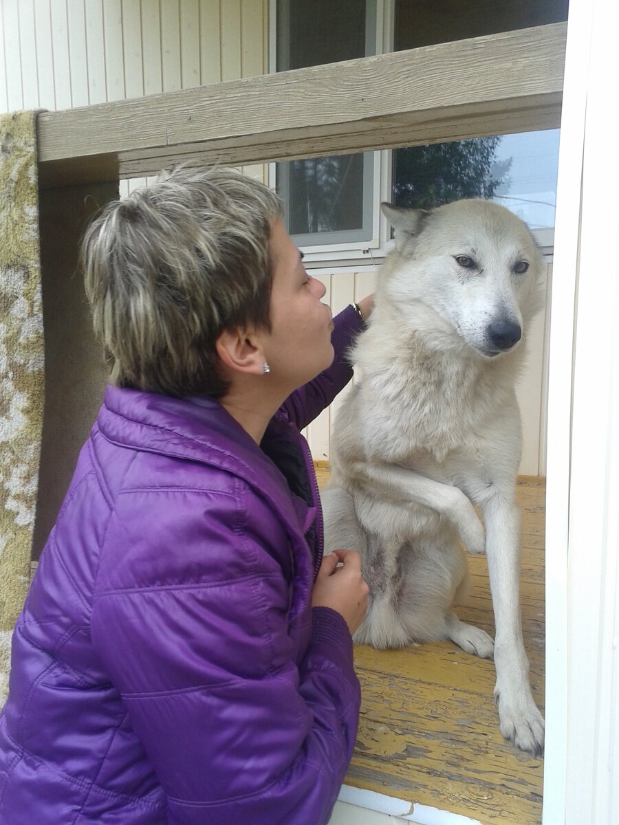 Трёхлапая лайка на турбазе под Режом. Собака попала в капкан, вырвалась и смогла вернуться к хозяину! На охоту она ходить теперь не может, но хозяин в ней души не чает!