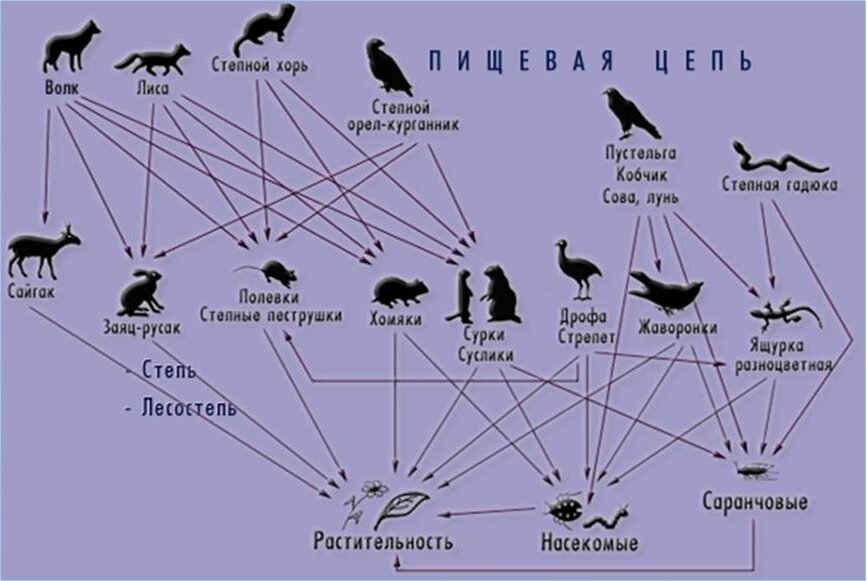 Сети животных. Цепь питания в степи. Цепь питания в зоне степей. Схема цепи питания Степной зоны. Схема характерные для степи Степной зоны цепь питания.