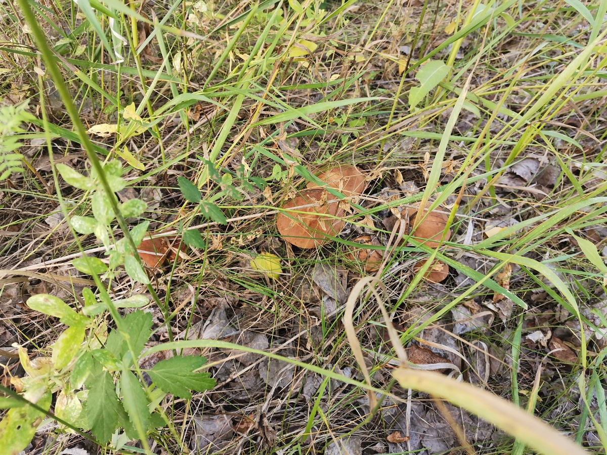 Наконец то и до нас дошли грибы, на собирали 4 пакута на жарили и намориновали, теперь довольны, почти каждый день в лесу пропадаем, много обабков в этом году. 