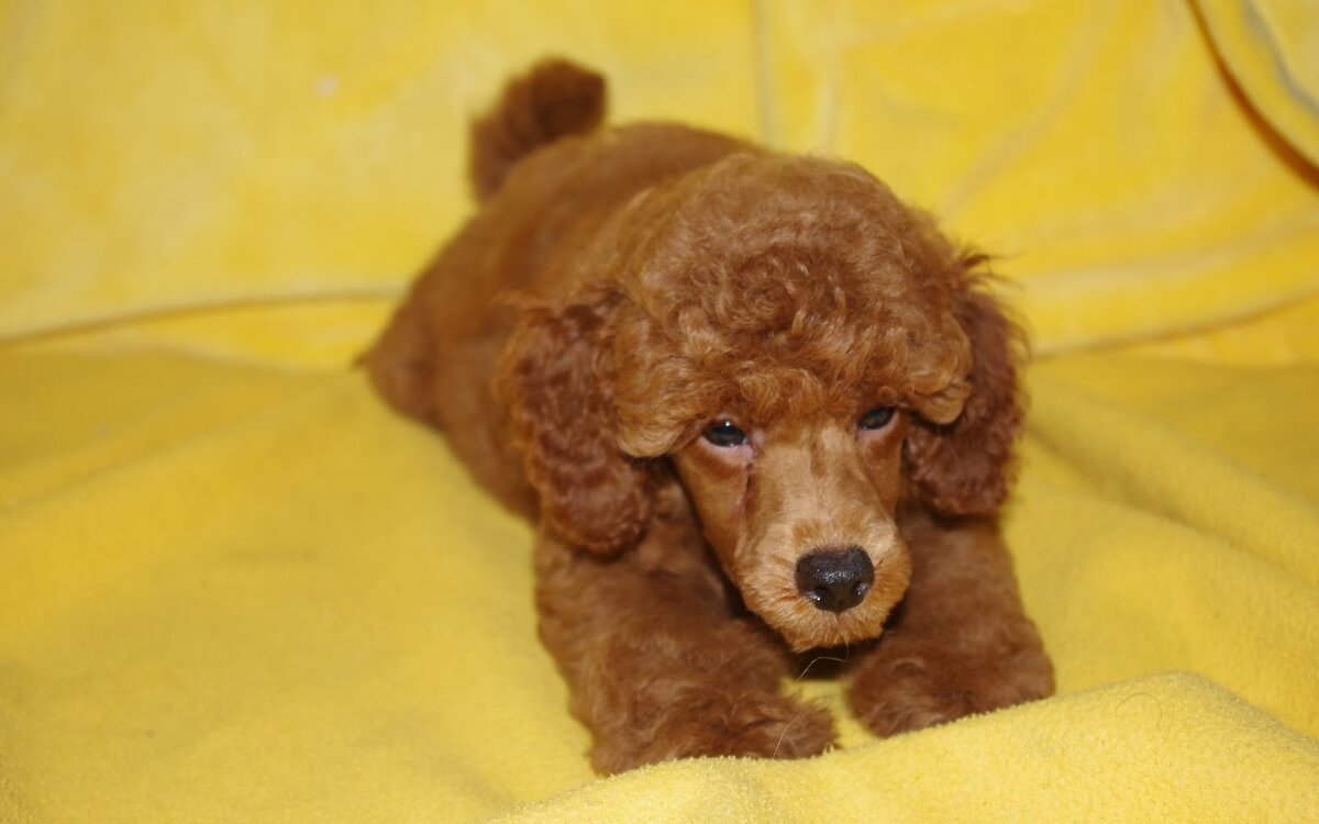 Первая щенячья стрижка юного пуделя