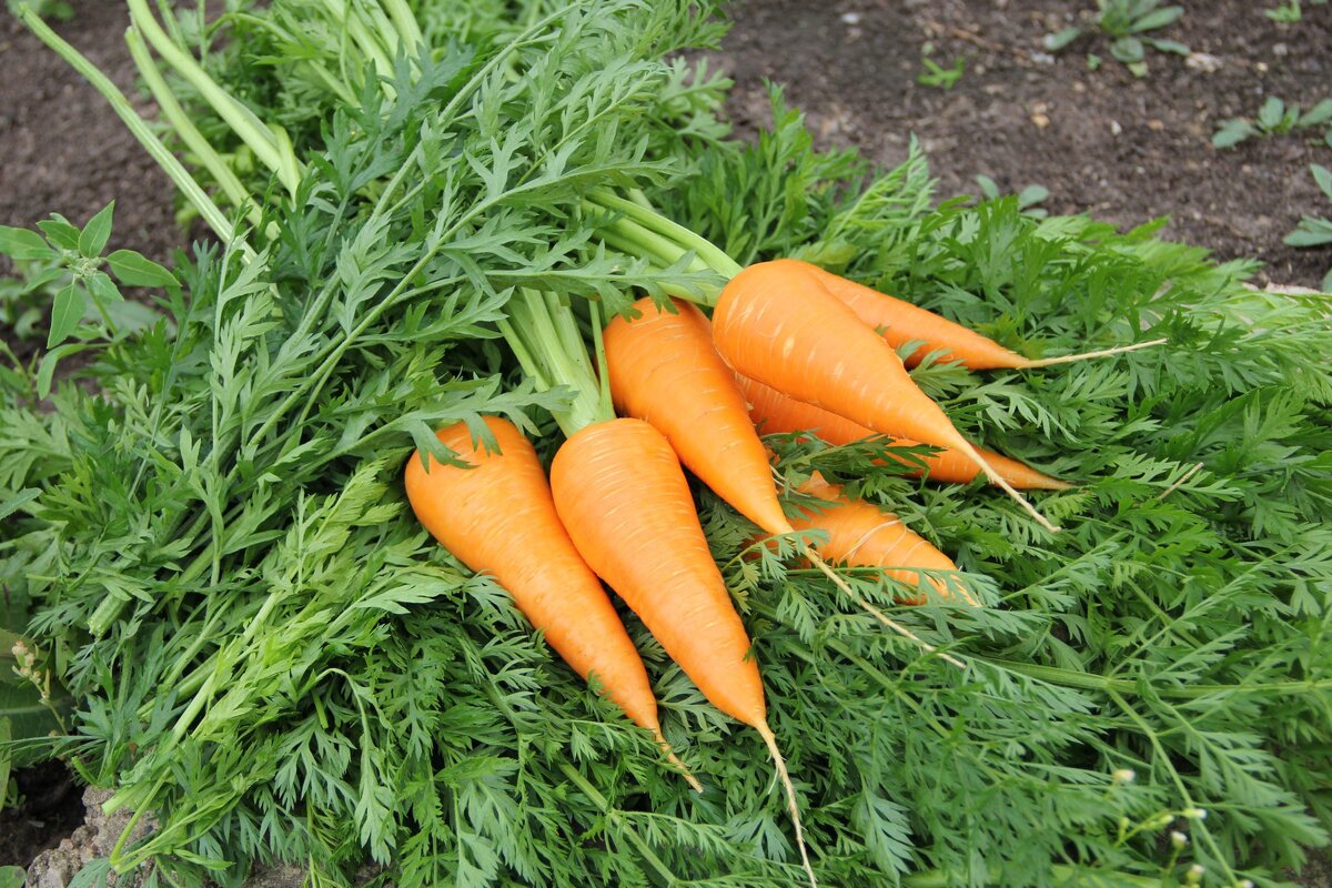 Морковь семена лучшие сорта для открытого. Семена морковь Краса девица 2г. Морковь сорт Краса девица. Морковь раннеспелая для Подмосковья сорта.