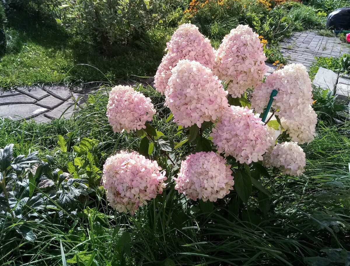 Little blossom. Hydrangea paniculata little fresco.