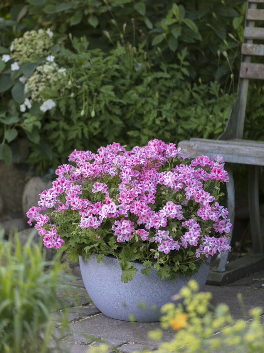 пеларгония